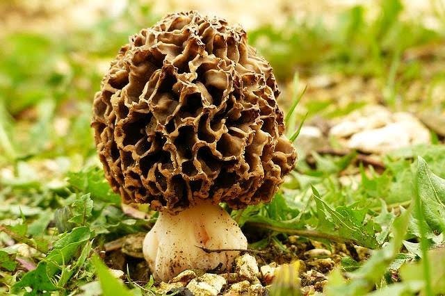 Smrž je chutná houba charakteristického vzhledu