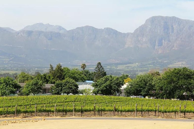 Jihoafrická vinice, ilustrační fotografie