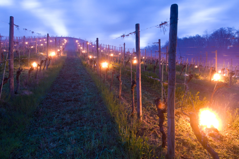 Ohně na vinicích, ilustrační obrázek, foto Canva 