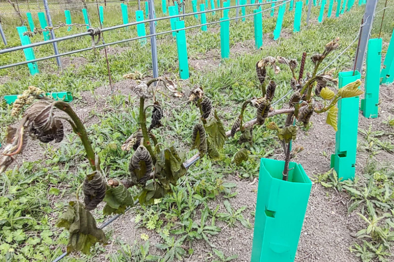 Poškozená réva, Třebenice, foto Cech českých vinařů